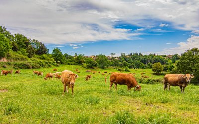 Discovering Llu&ccedil;an&egrave;s, the serene and authentic region