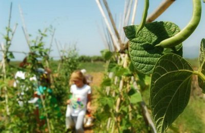 Showcasing farming in urban areas