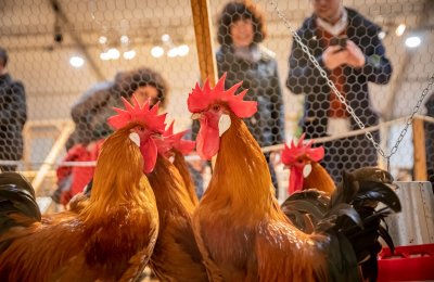 Fira Av&iacute;cola de la Ra&ccedil;a Prat: the great festival of local culture and produce