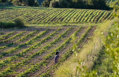 Can Calopa: A vineyard with roots in Barcelona