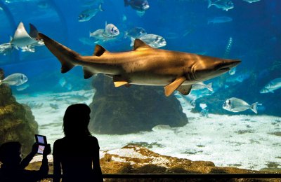 Discover, love, protect: dive into the heart of the Mediterranean at L&rsquo;Aqu&agrave;rium de Barcelona