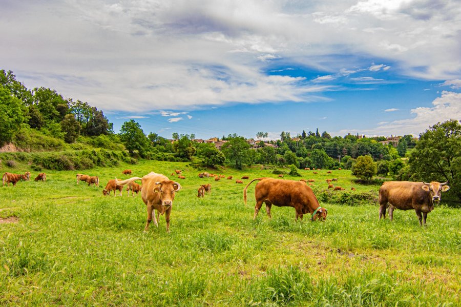 Discovering Lluçanès, the serene and authentic region