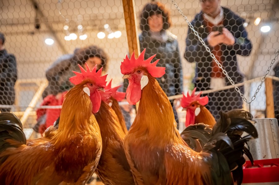 Fira Avícola de la Raça Prat: the great festival of local culture and produce